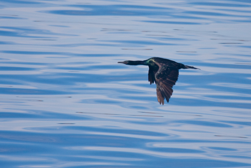 Pelagic Cormorant In Flight